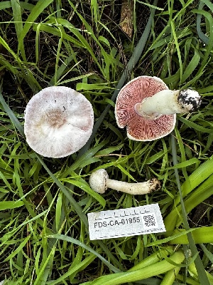  ( - FDS-CA-01955)  @11 [ ] by-nc (2024) Aaron Tupac Fungal Diversity Survey