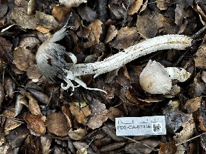  (Coprinopsis sp. insignis-CA01 - FDS-CA-01936)  @11 [ ] by-nc (2024) Aaron Tupac Fungal Diversity Survey
