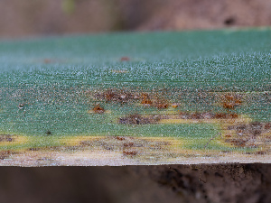  (Puccinia graminis - FDS-CA-07476)  @11 [ ] by (2025) Justin Paulin Fungal Diversity Survey