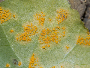  ( - FDS-CA-07475)  @11 [ ] by (2025) Justin Paulin Fungal Diversity Survey