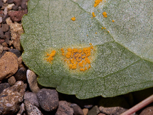  ( - FDS-CA-07475)  @11 [ ] by (2025) Justin Paulin Fungal Diversity Survey