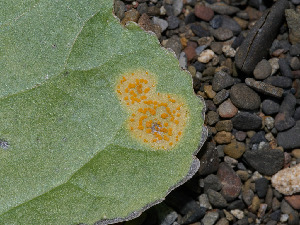  ( - FDS-CA-07475)  @11 [ ] by (2025) Justin Paulin Fungal Diversity Survey