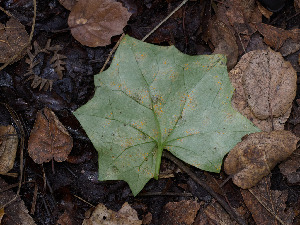  ( - FDS-CA-07473)  @11 [ ] by (2025) Justin Paulin Fungal Diversity Survey