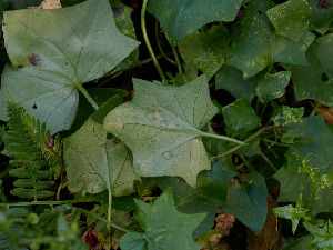  ( - FDS-CA-07473)  @11 [ ] by (2025) Justin Paulin Fungal Diversity Survey