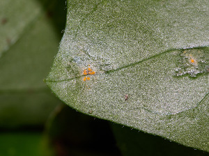  ( - FDS-CA-07473)  @11 [ ] by (2025) Justin Paulin Fungal Diversity Survey