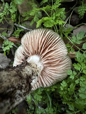  ( - FDS-CA-01982)  @11 [ ] by-nc (2024) Aaron Tupac Fungal Diversity Survey