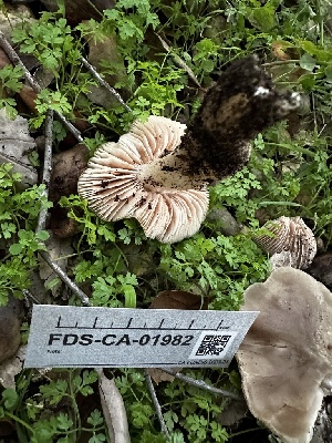  ( - FDS-CA-01982)  @11 [ ] by-nc (2024) Aaron Tupac Fungal Diversity Survey