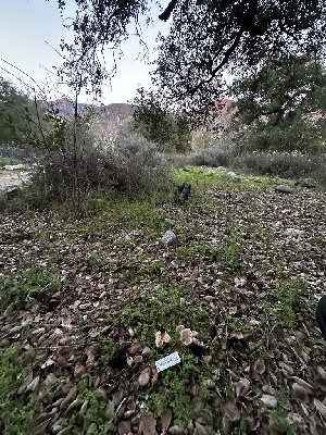  ( - FDS-CA-01982)  @11 [ ] by-nc (2024) Aaron Tupac Fungal Diversity Survey