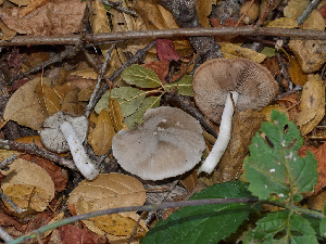  (Coprinopsis sp. uliginicola-CA01 - FDS-CA-06671)  @11 [ ] by (2024) Justin Paulin Fungal Diversity Survey