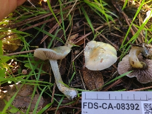  ( - FDS-CA-08392)  @11 [ ] by-nc (2025) Fresno Mycology Society Fungal Diversity Survey
