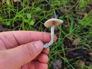  ( - FDS-CA-08392)  @11 [ ] by-nc (2025) Fresno Mycology Society Fungal Diversity Survey