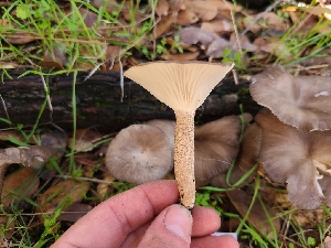  ( - FDS-CA-08393)  @11 [ ] by-nc (2025) Fresno Mycology Society Fungal Diversity Survey