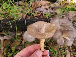  ( - FDS-CA-08393)  @11 [ ] by-nc (2025) Fresno Mycology Society Fungal Diversity Survey