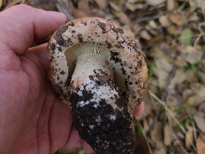  ( - FDS-CA-08395)  @11 [ ] by-nc (2025) Fresno Mycology Society Fungal Diversity Survey