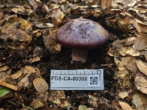  ( - FDS-CA-08398)  @11 [ ] by-nc (2025) Fresno Mycology Society Fungal Diversity Survey