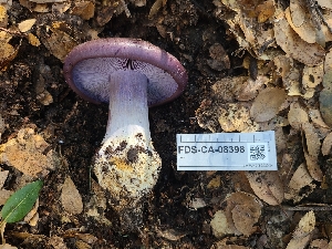  ( - FDS-CA-08398)  @11 [ ] by-nc (2025) Fresno Mycology Society Fungal Diversity Survey