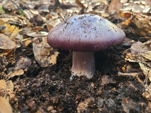  ( - FDS-CA-08398)  @11 [ ] by-nc (2025) Fresno Mycology Society Fungal Diversity Survey