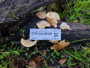  (Crepidotus ehrendorferi - FDS-CA-08385)  @11 [ ] by-nc (2025) Fresno Mycology Society Fungal Diversity Survey
