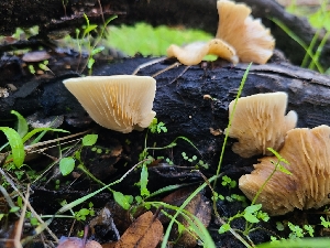  ( - FDS-CA-08385)  @11 [ ] by-nc (2025) Fresno Mycology Society Fungal Diversity Survey