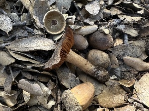  (Cortinarius sp. CA81 - FDS-CA-01648)  @11 [ ] c (2024) Rudy Diaz Fungal Diversity Survey