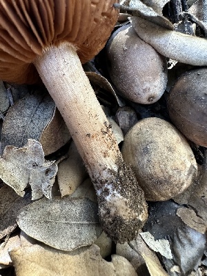  ( - FDS-CA-01648)  @11 [ ] c (2024) Rudy Diaz Fungal Diversity Survey