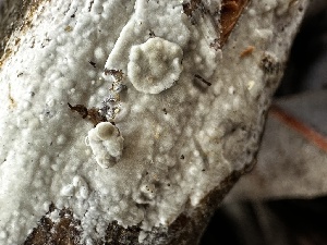  (Peniophorella sp. CA01 - FDS-CA-01953)  @11 [ ] by-nc (2024) Aaron Tupac Fungal Diversity Survey
