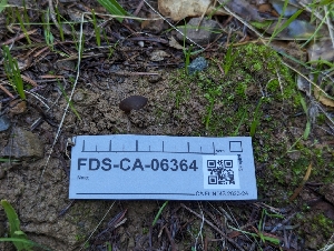  ( - FDS-CA-06364)  @11 [ ] by-nc (2025) Warren Cardimona Fungal Diversity Survey