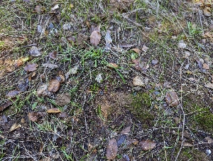  ( - FDS-CA-06364)  @11 [ ] by-nc (2025) Warren Cardimona Fungal Diversity Survey