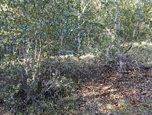  ( - FDS-CA-06364)  @11 [ ] by-nc (2025) Warren Cardimona Fungal Diversity Survey