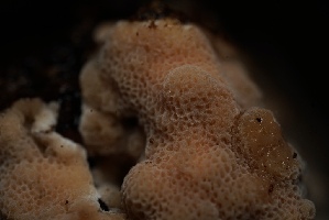  ( - FDS-CA-05495)  @11 [ ] by-nc (2025) Unspecified Fungal Diversity Survey