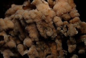  ( - FDS-CA-05495)  @11 [ ] by-nc (2025) Unspecified Fungal Diversity Survey