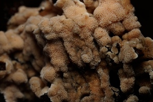  ( - FDS-CA-05495)  @11 [ ] by-nc (2025) Unspecified Fungal Diversity Survey