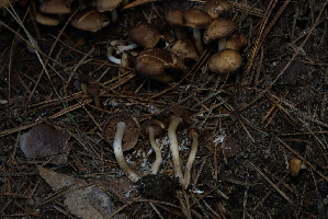  ( - FDS-CA-05519)  @11 [ ] by-nc (2025) Unspecified Fungal Diversity Survey