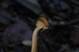  ( - FDS-CA-05505)  @11 [ ] by-nc (2025) Unspecified Fungal Diversity Survey