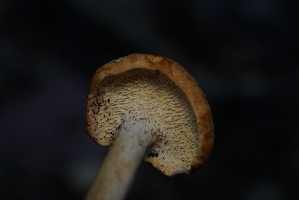  (Hydnum sp. CA03 - FDS-CA-05505)  @11 [ ] by-nc (2025) Unspecified Fungal Diversity Survey