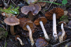  ( - FDS-CA-06366)  @11 [ ] by-nc (2025) Warren Cardimona Fungal Diversity Survey