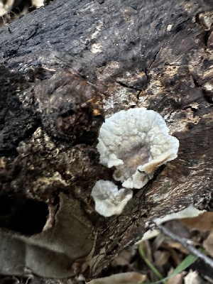  (Lopharia - FDS-CA-01998)  @11 [ ] by-nc (2024) Aaron Tupac Fungal Diversity Survey