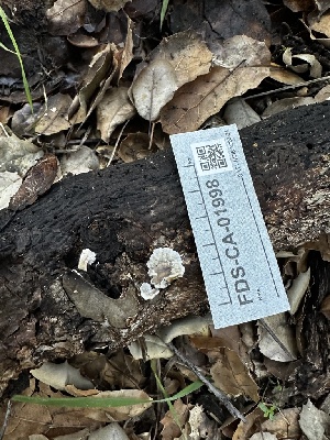  ( - FDS-CA-01998)  @11 [ ] by-nc (2024) Aaron Tupac Fungal Diversity Survey