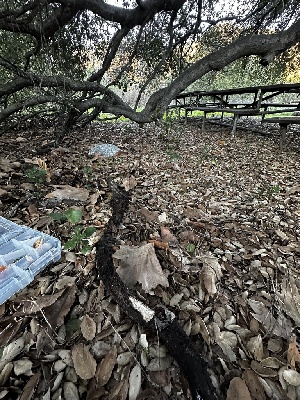  ( - FDS-CA-01912)  @11 [ ] by-nc (2024) Aaron Tupac Fungal Diversity Survey