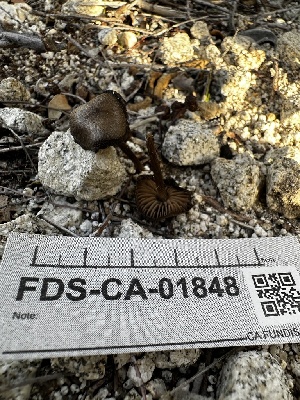  ( - FDS-CA-01848)  @11 [ ] by-nc (2024) Aaron Tupac Fungal Diversity Survey