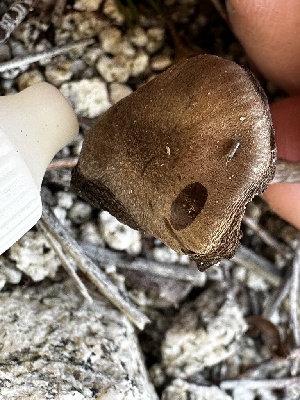  ( - FDS-CA-01848)  @11 [ ] by-nc (2024) Aaron Tupac Fungal Diversity Survey