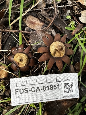  (Geastrum sp. CA06 - FDS-CA-01851)  @11 [ ] by-nc (2024) Aaron Tupac Fungal Diversity Survey