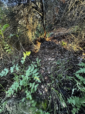  ( - FDS-CA-01851)  @11 [ ] by-nc (2024) Aaron Tupac Fungal Diversity Survey