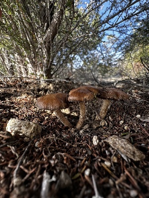  (Psathyrella sp. CA08 - FDS-CA-01853)  @11 [ ] by-nc (2024) Aaron Tupac Fungal Diversity Survey