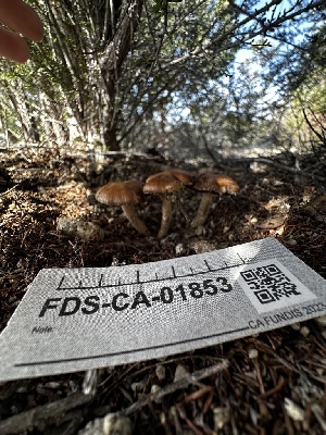  ( - FDS-CA-01853)  @11 [ ] by-nc (2024) Aaron Tupac Fungal Diversity Survey