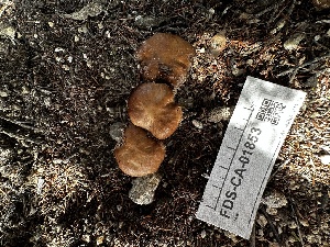  ( - FDS-CA-01853)  @11 [ ] by-nc (2024) Aaron Tupac Fungal Diversity Survey