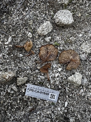  ( - FDS-CA-01849)  @11 [ ] by-nc (2024) Aaron Tupac Fungal Diversity Survey