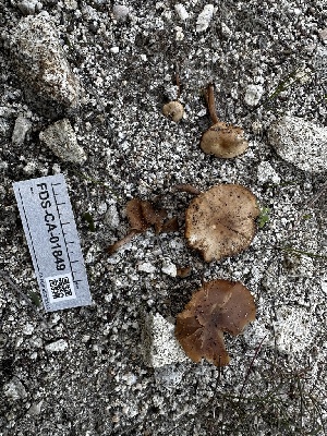  ( - FDS-CA-01849)  @11 [ ] by-nc (2024) Aaron Tupac Fungal Diversity Survey