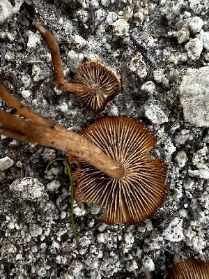  ( - FDS-CA-01849)  @11 [ ] by-nc (2024) Aaron Tupac Fungal Diversity Survey