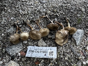  ( - FDS-CA-04303)  @11 [ ] by-nc (2024) Aaron Tupac Fungal Diversity Survey